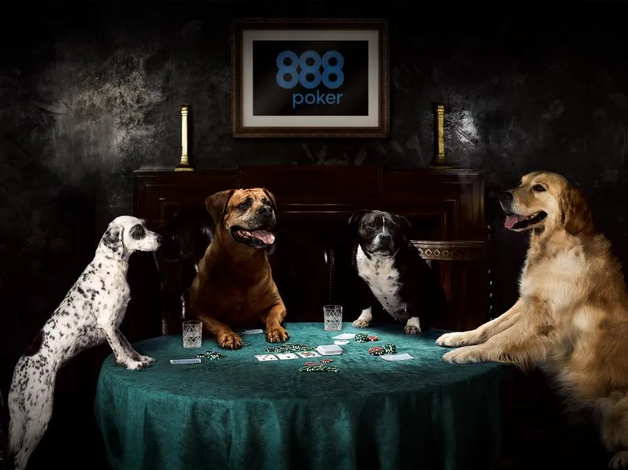 caes a jogar poker 888poker