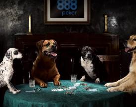 caes a jogar poker