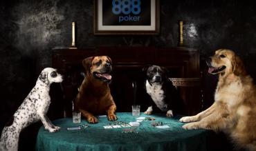 caes a jogar poker